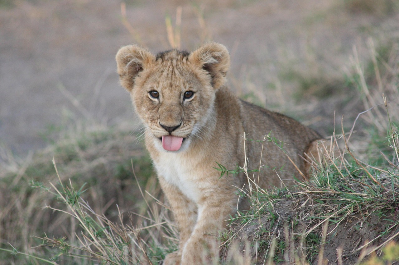 Safari Guide looking at horizon